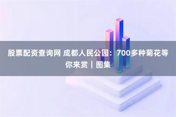 股票配资查询网 成都人民公园：700多种菊花等你来赏｜图集